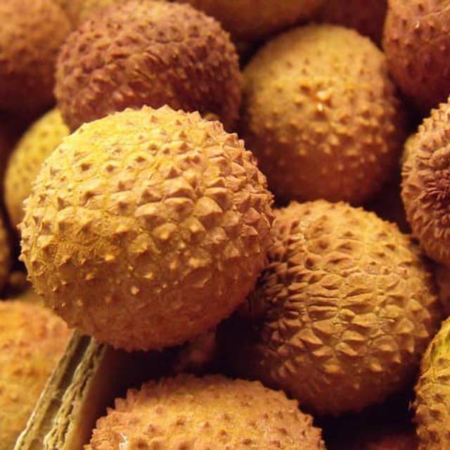 5 Butir Biji Benih Buah Kelengkeng Aroma Durian Siap Semai