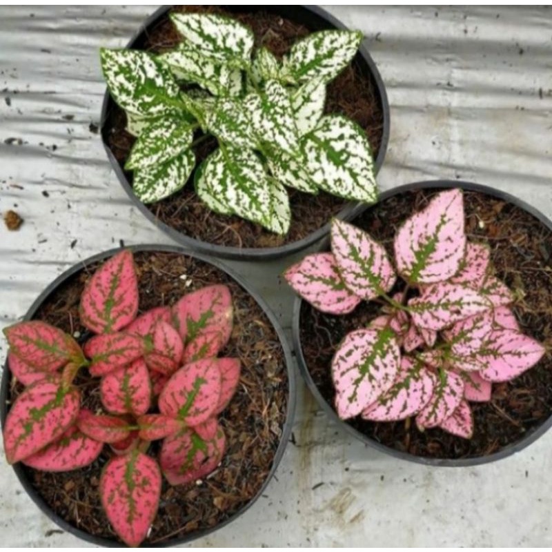 Jual Paket 3 Tanaman Hias Pohon Hypotes Merah - Hypotes Pink - Hypotes ...