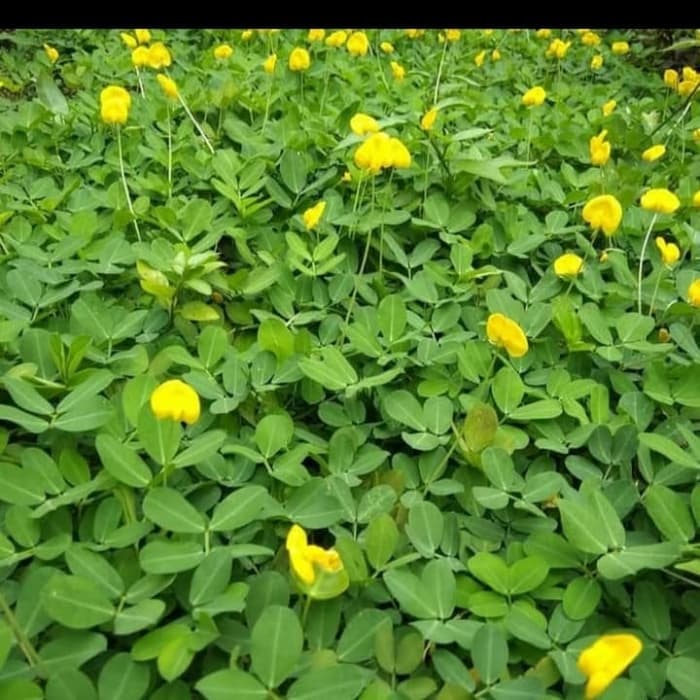 Jual NEW PRODUK tanaman hias landep kacang-kacangan yanuartaman ...