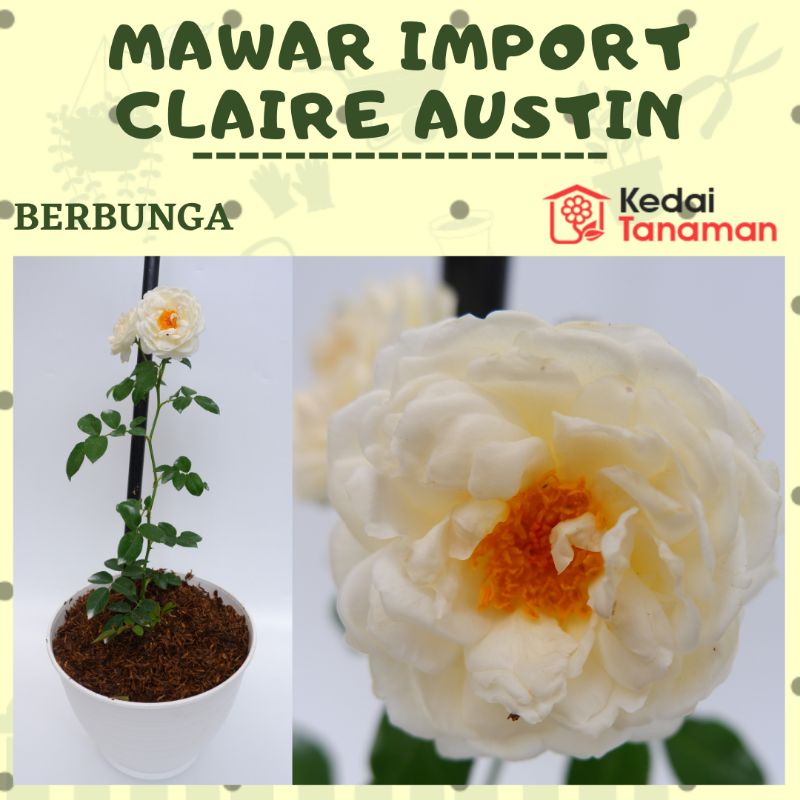 Jual Tanaman Hidup Bunga Mawar Import CLAIRE AUSTIN Berbunga Wangi ...