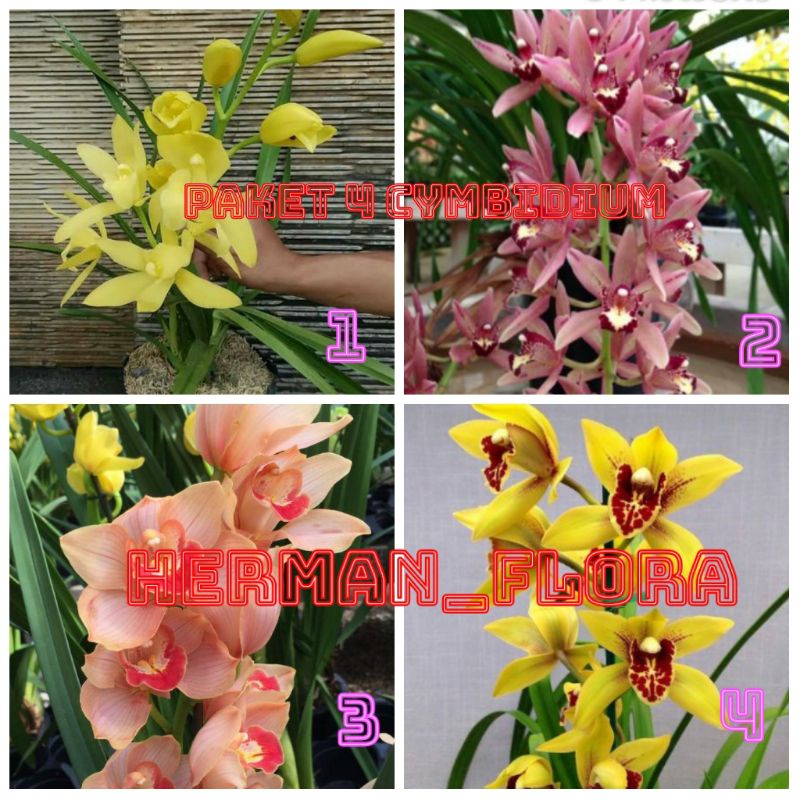 paket 4 bibit anggrek cymbidium termurah di shopee - herman_flora