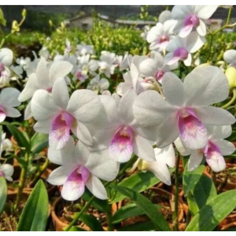 Jual Anggrek Dendrobium White Red Lips Shopee Indonesia