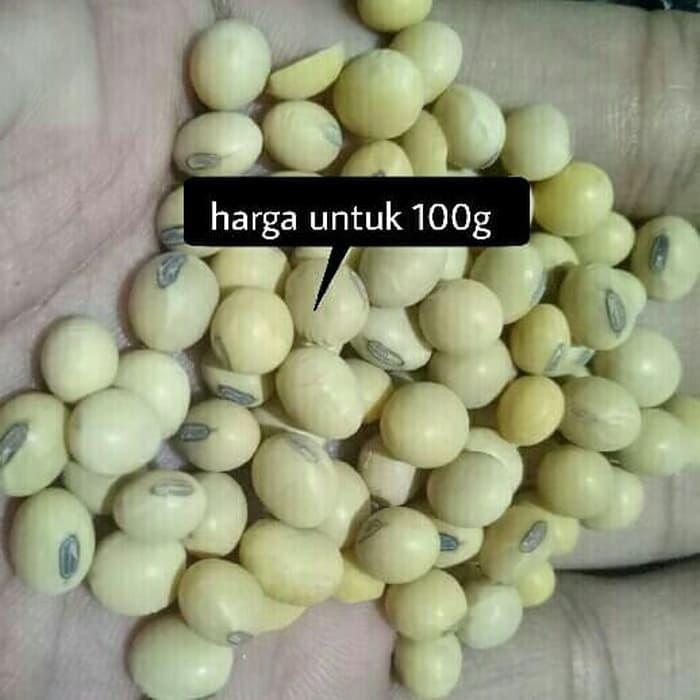 Jual Soybean Soy Bean Kacang Kedelai KUALITAS BAGUS Shopee Indonesia