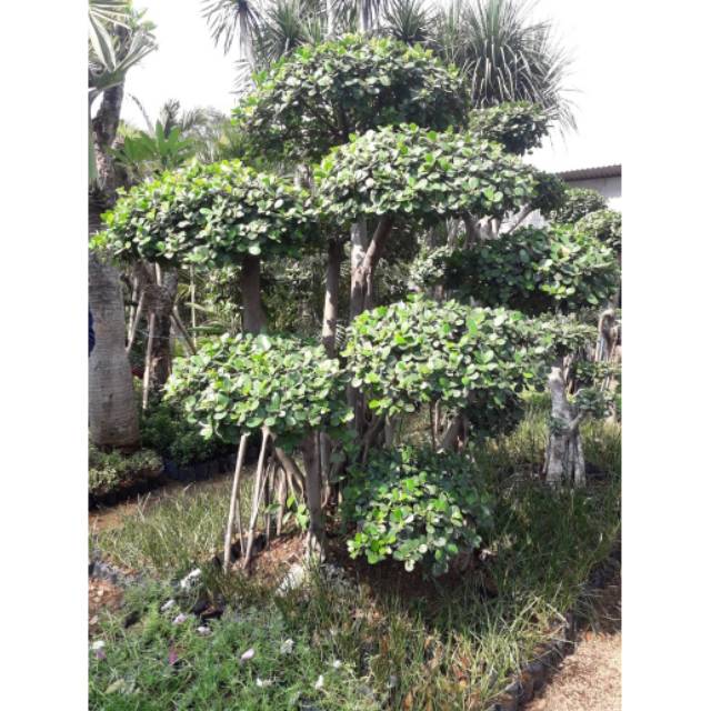 Jual Bonsai Beringin Korea jual pohon bonsai beringin korea bonsai