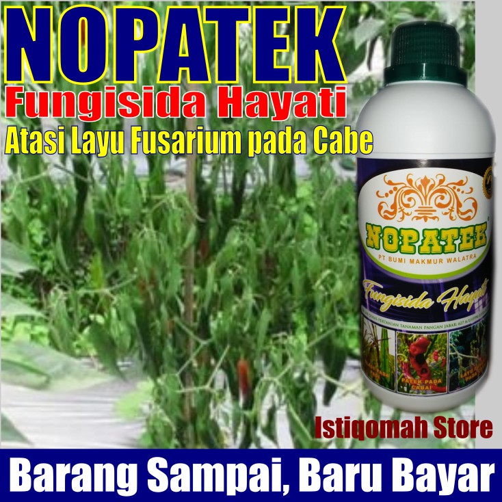 Jual Nopatek Fungisida Hayati Obat Layu Fusarium Pada Cabe Obat