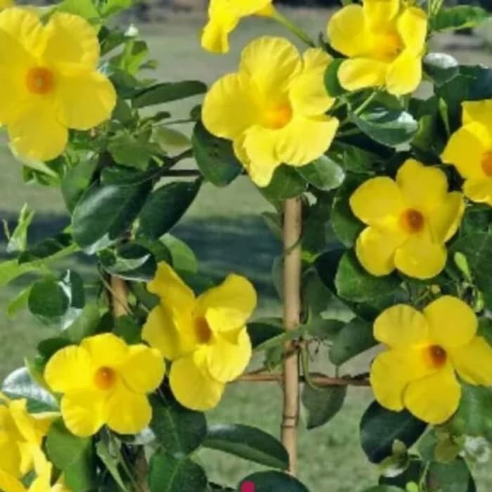 Jual MANDEVILLA BUNGA KUNING-tanaman bunga rambat mandevilla bunga