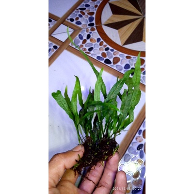 Jual Tanaman aquascape Kadaka java fern mini | Shopee Indonesia