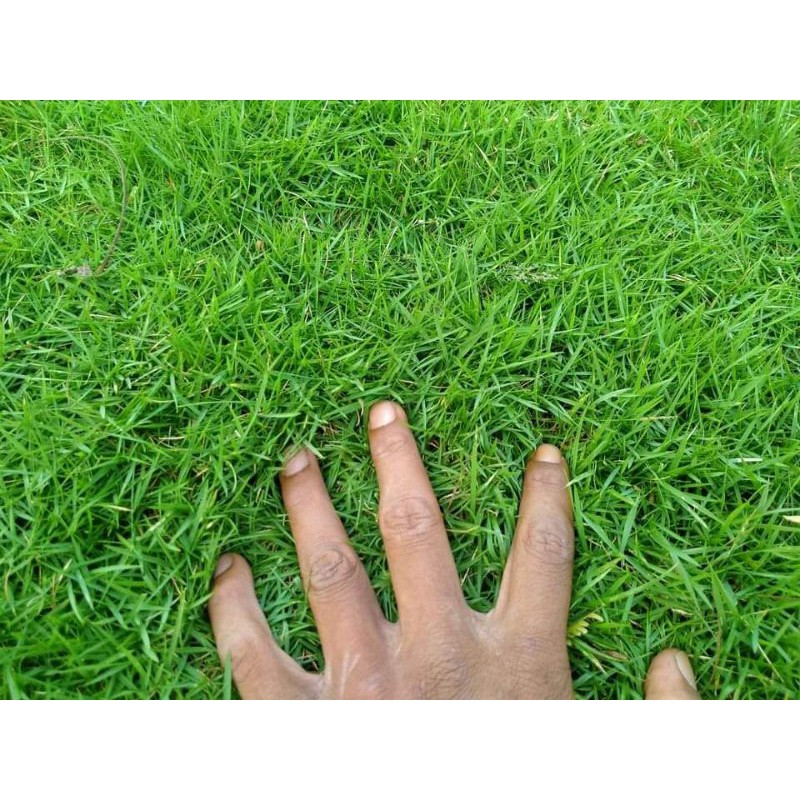 Jual RUMPUT TAMAN JEPANG 1 METER PERSEGI | Shopee Indonesia