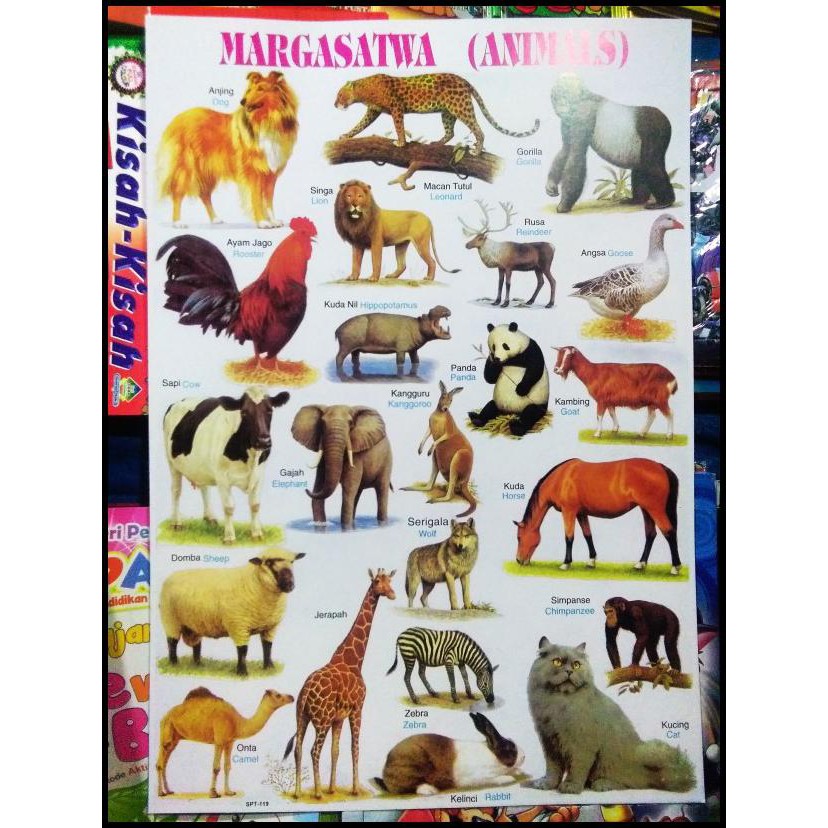 Jual Poster Hewan Binatang Animal | Shopee Indonesia