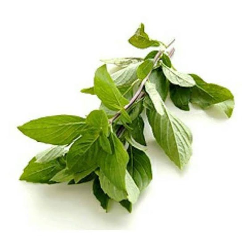 Jual Daun Thai Basil / Kemangi Thailand Shopee Indonesia