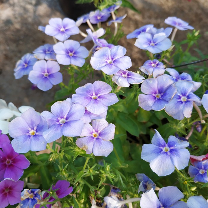 Jual Bunga Edible Flower Phlox Bunga Edible Bunga Tanaman Flower Bunga ...