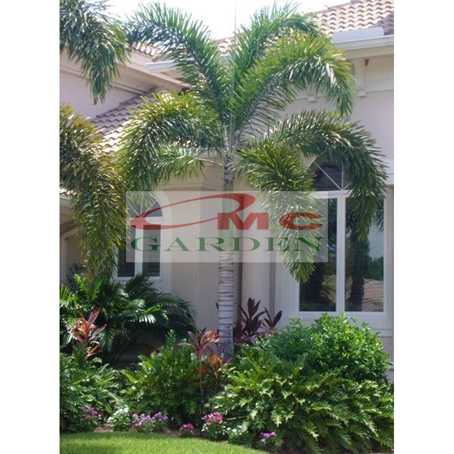 Jual Tanaman Hias Palm Palem Raja Roystonea Regia Bibit Benih PR-1530 ...