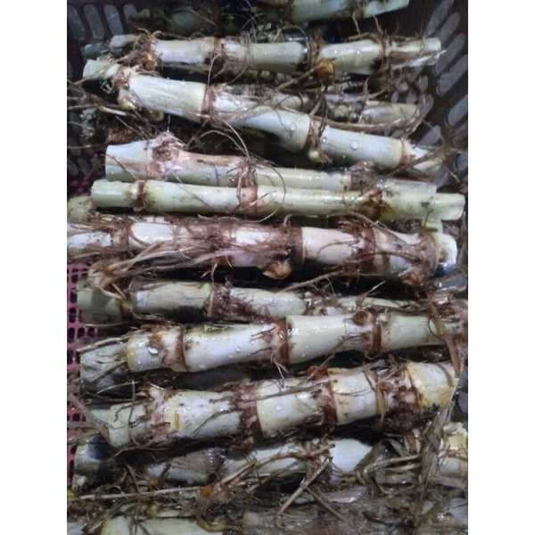 Jual BIBIT RUMPUT ODOT SUPER JUMBO PAKAN TERNAK KAMBING SAPI KELINCI ...