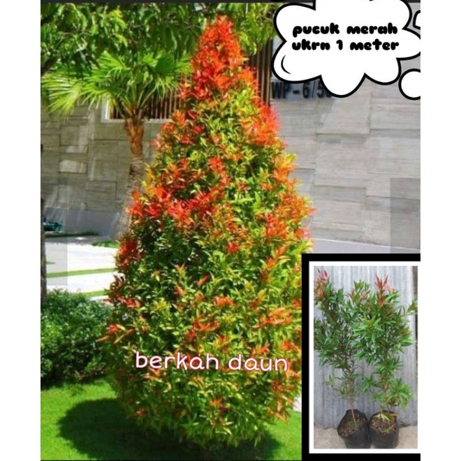 Jual tanaman pucuk merah 1 meter | Shopee Indonesia