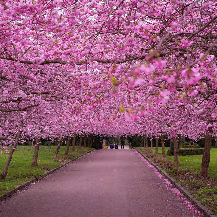 Jual Bibit Benih Biji Pohon Sakura Jepang Japanese Flowering Cherrytree