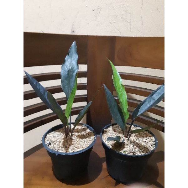 Jual anthurium black dragon | Shopee Indonesia
