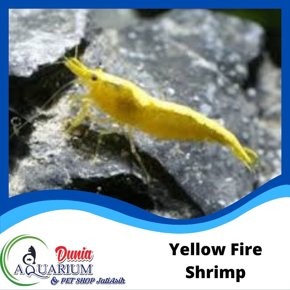 Jual Udang Hias Yellow Fire Shrimp Aquascape Pemakan Pembersih Alga Lumut Shopee Indonesia