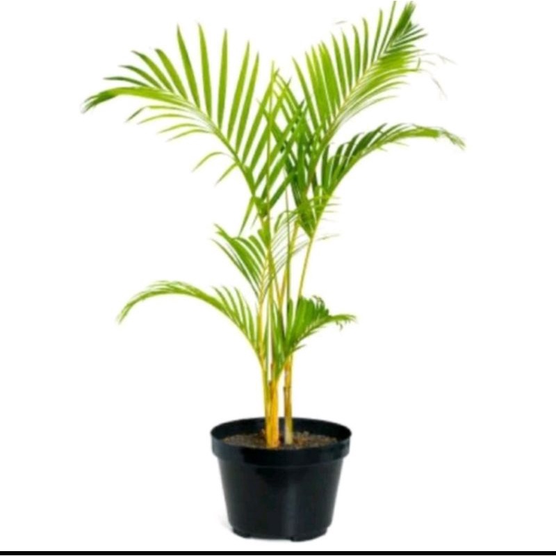 Jual pohon palm kuning rumpun | Shopee Indonesia