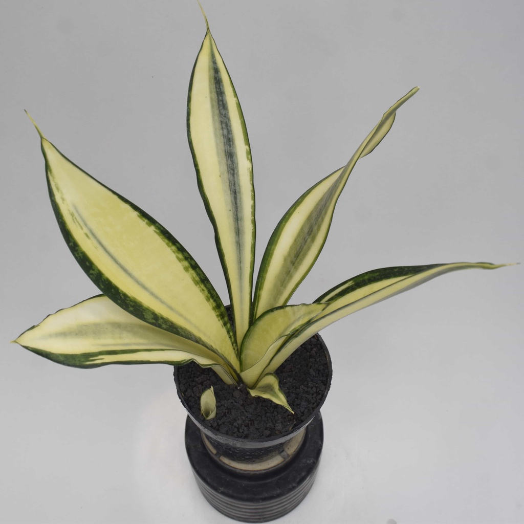 Jual Tanaman Hias Sansevieria Golden Banner - Tanaman Hias Lidah Mertua ...