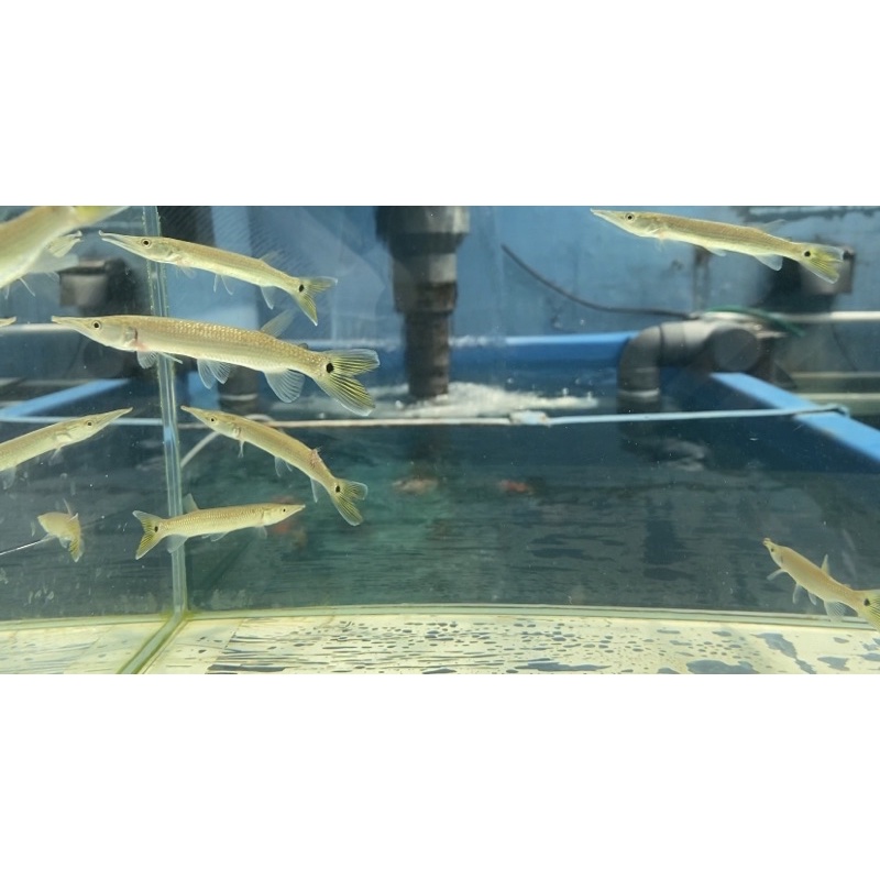 Produk Velgen Fish | Shopee Indonesia