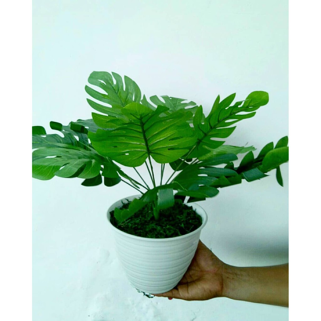 Jual Naindo Bunga Monstera dengan Pot hiasan ruang tamu dan kantor ...