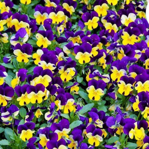 TANAMAN HIAS ANGGREK TANAH//PURPEL SLLIP