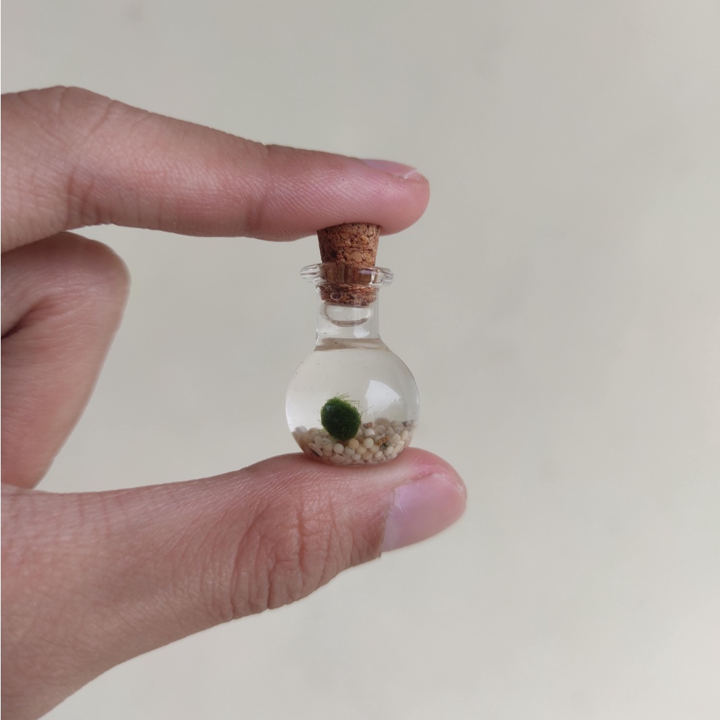 Jual [DIY] Tiny Marimo - Micro Marimottle | Shopee Indonesia