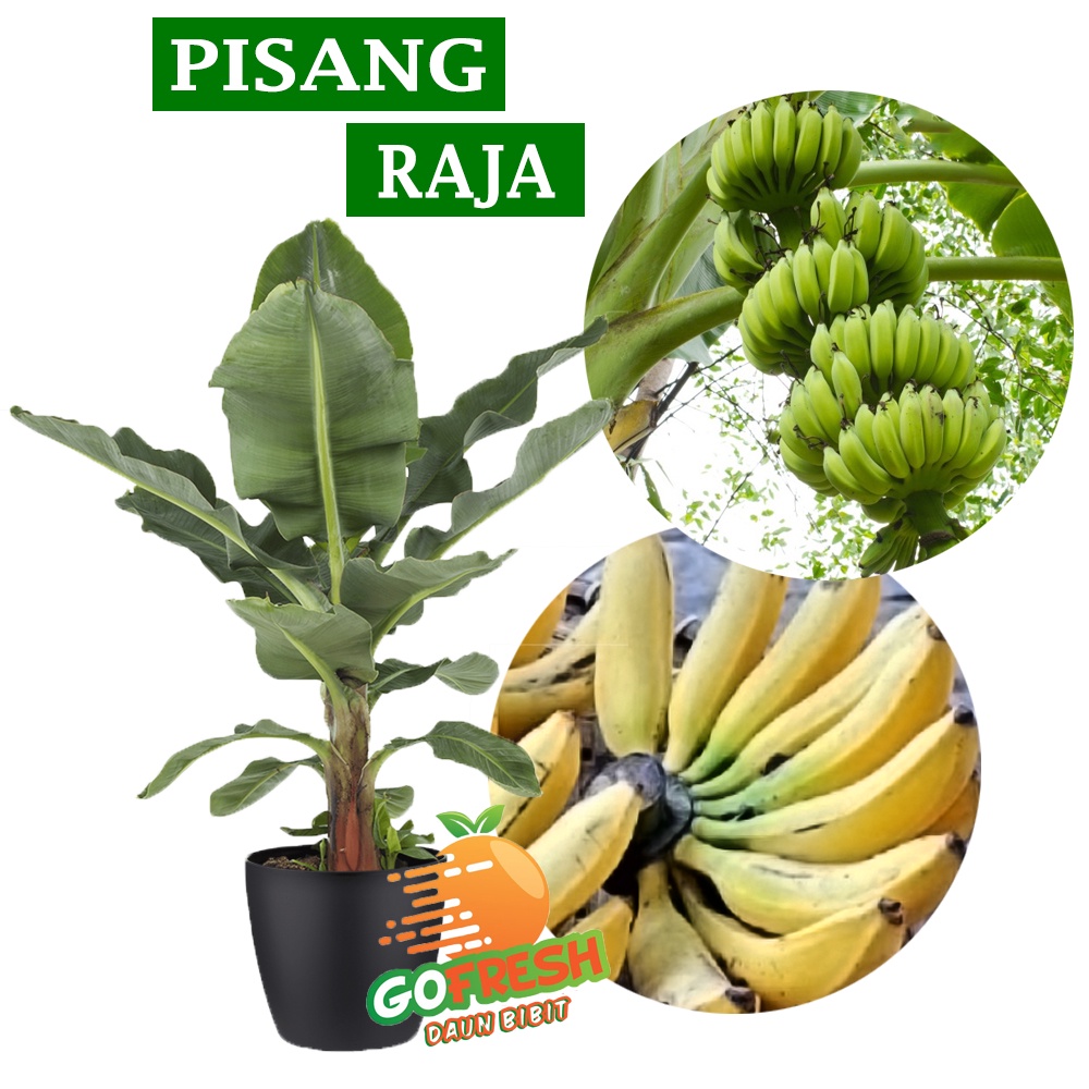 Jual Bibit Pisang Raja Hasil Kultur Jaringan Shopee Indonesia 8054