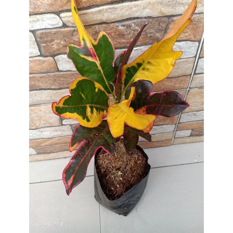 Jual TANAMAN HIAS PURING Z - PURING | Shopee Indonesia