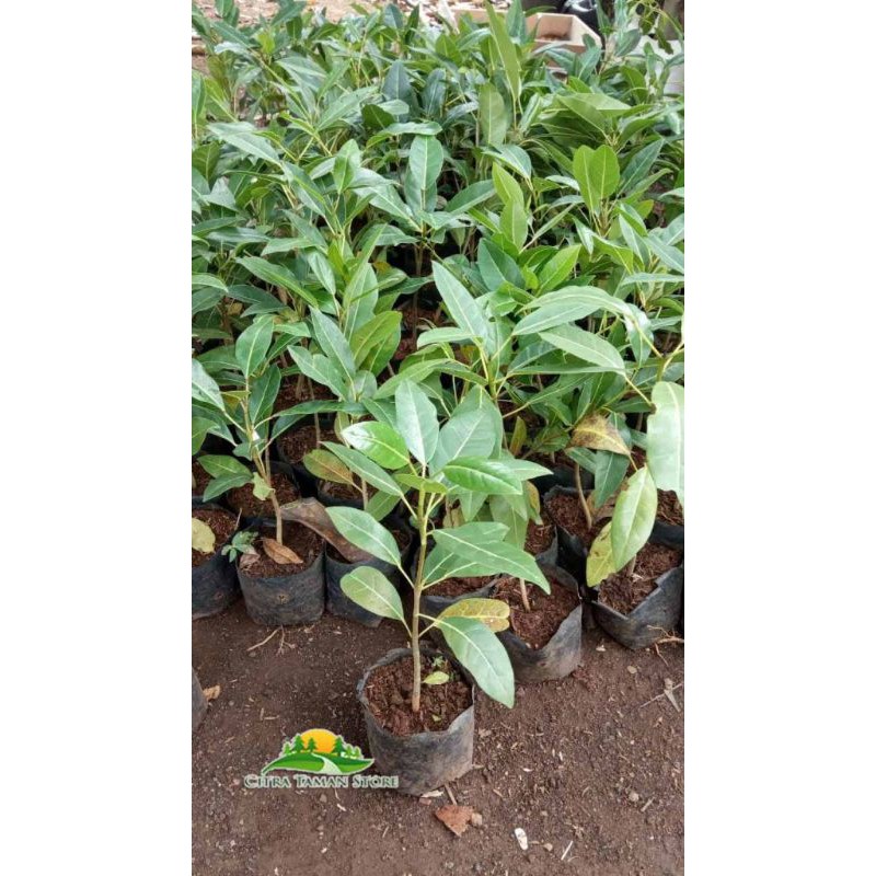Jual Bibit promo 5 pcs bibit tabebuya bunga tabebuya kuning | Shopee ...