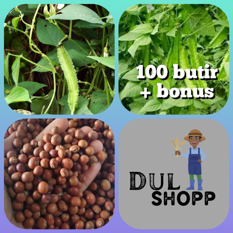 Jual 100 butir benih kecipir(cipir) | Shopee Indonesia
