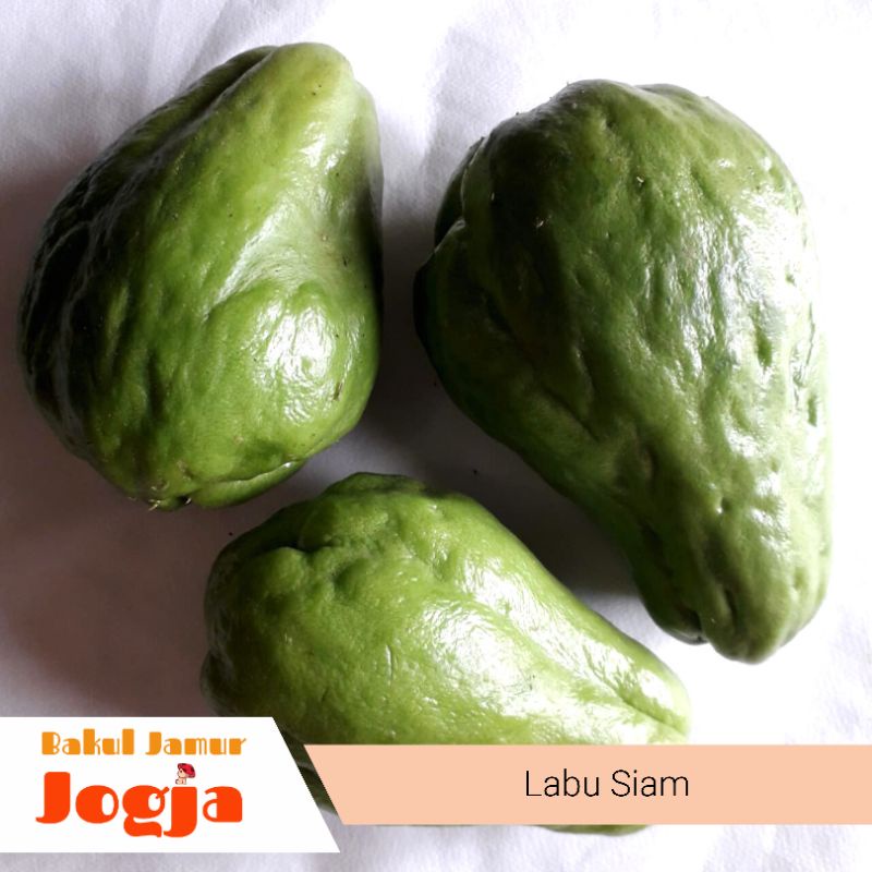 Jual Labu Siam Jipang Sayur Gram Shopee Indonesia