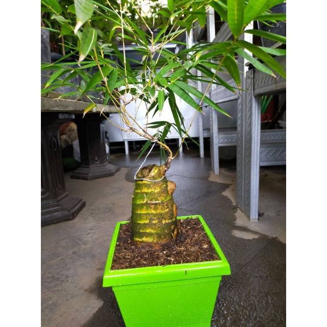 Jual Tanaman hias bonsai bambu kuning Shopee Indonesia