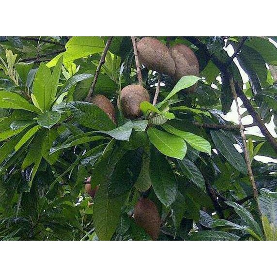 Jual Cl3O Bibit Tanaman Buah Mamey Sapote Magana | Shopee Indonesia