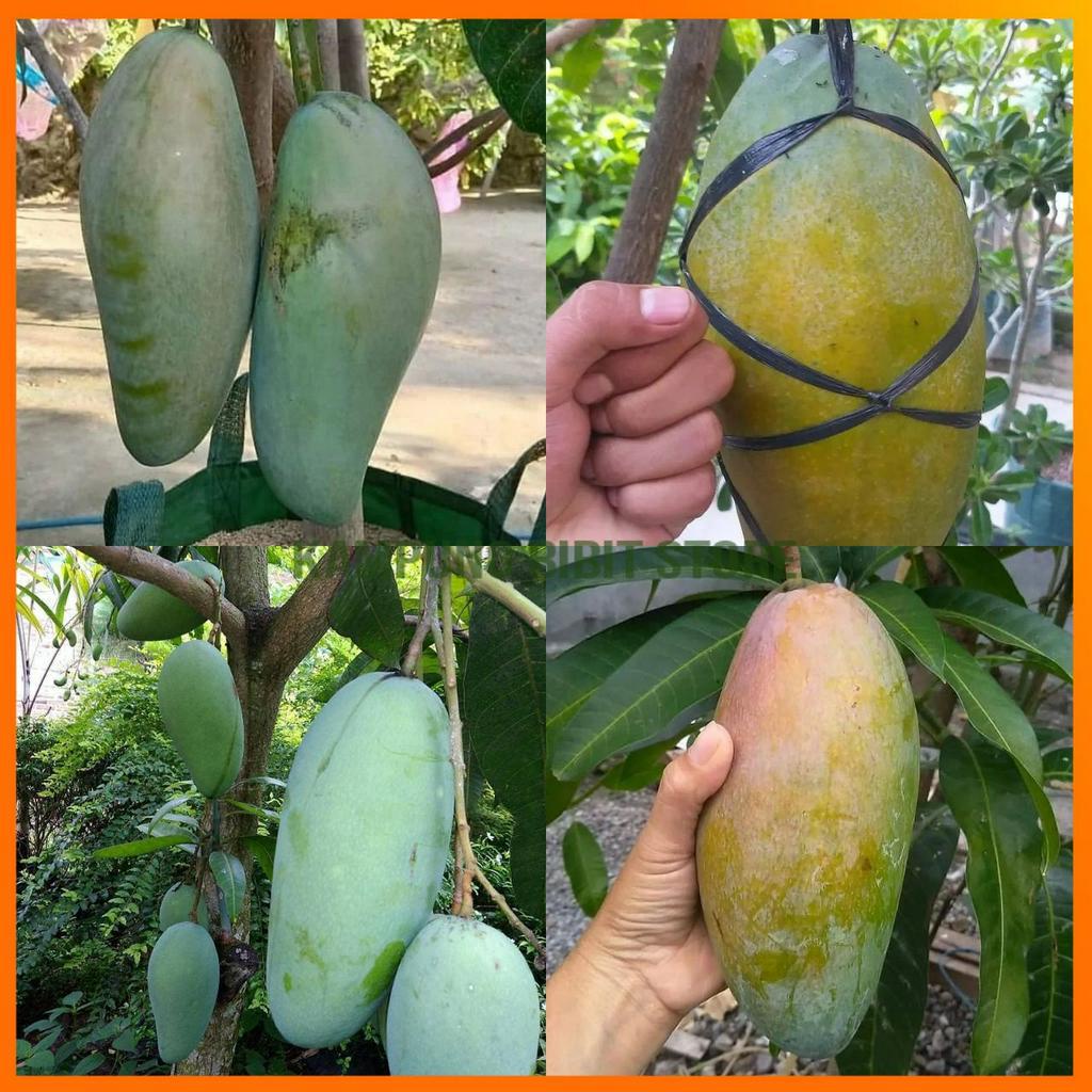 Jual Mangga Kiojay Terlengkap & Harga Terbaru Juni 2026 | Shopee Indonesia