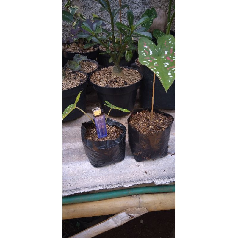 Jual tanaman hias keladi 3color/tree color | Shopee Indonesia
