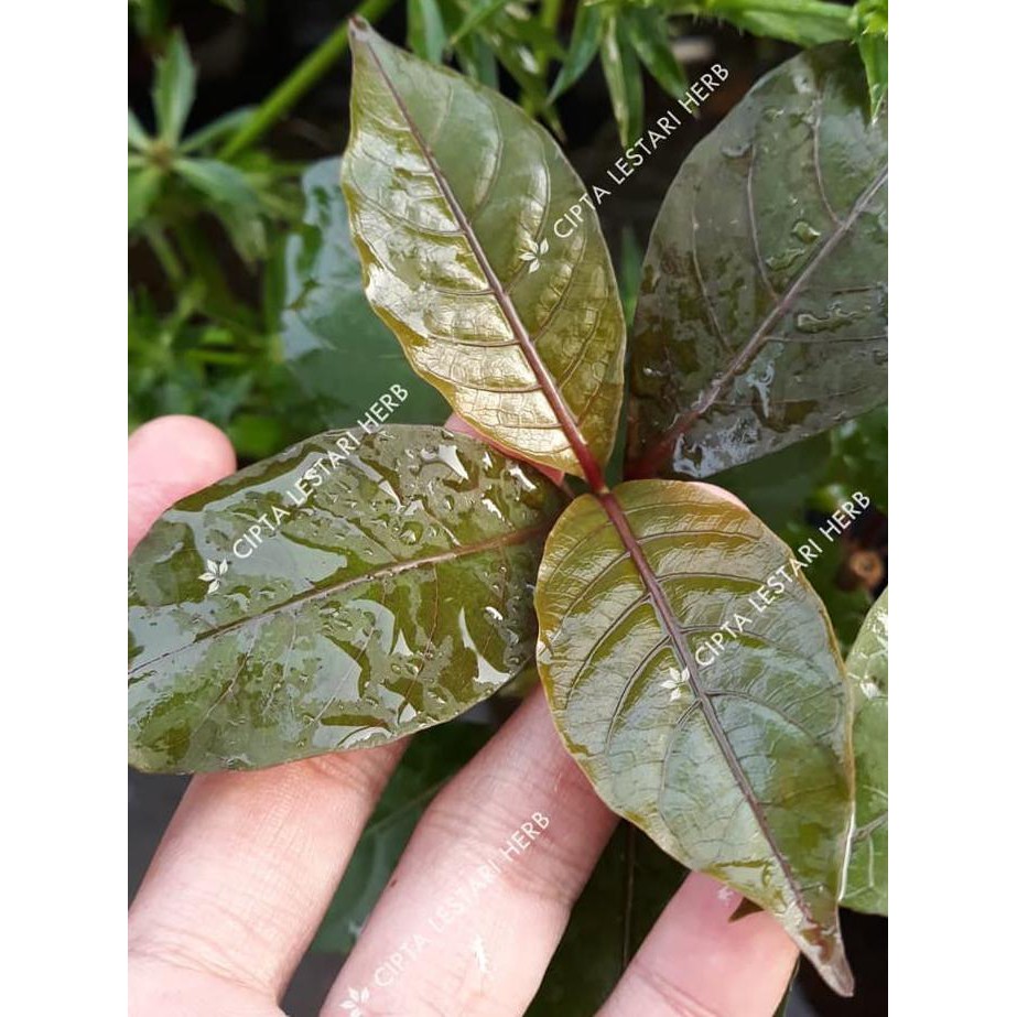 Jual Xx Bibit Pohon Daun Ungu Tanaman Herbal Handeleum Shopee