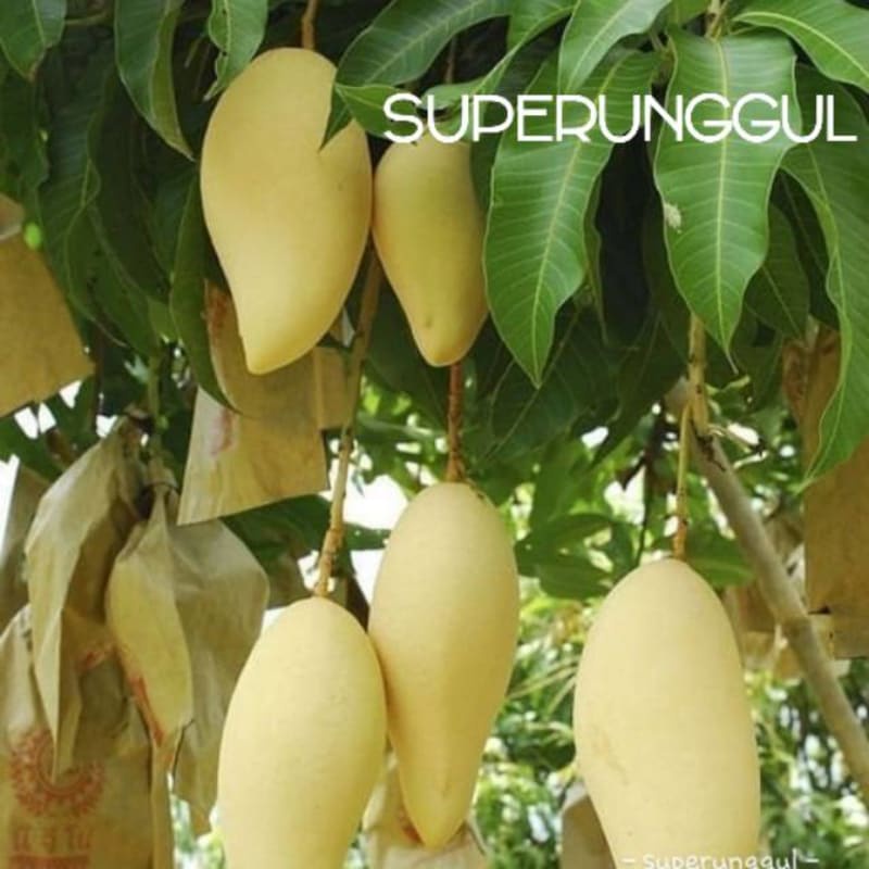 Jual Bibit mangga namdokmai(golden) | Shopee Indonesia