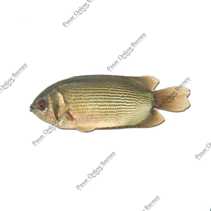 Jual Ikan Segar Biawan 500 Gram Fresh | Shopee Indonesia