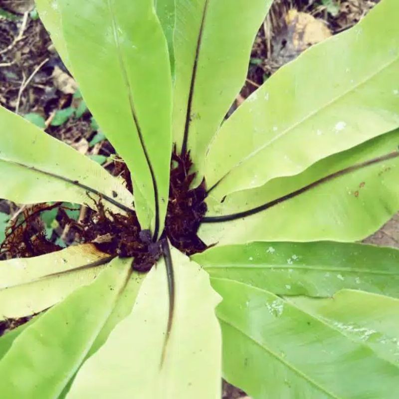 Jual TANAMAN HIAS KADAKA MINI TERMURAH | Shopee Indonesia