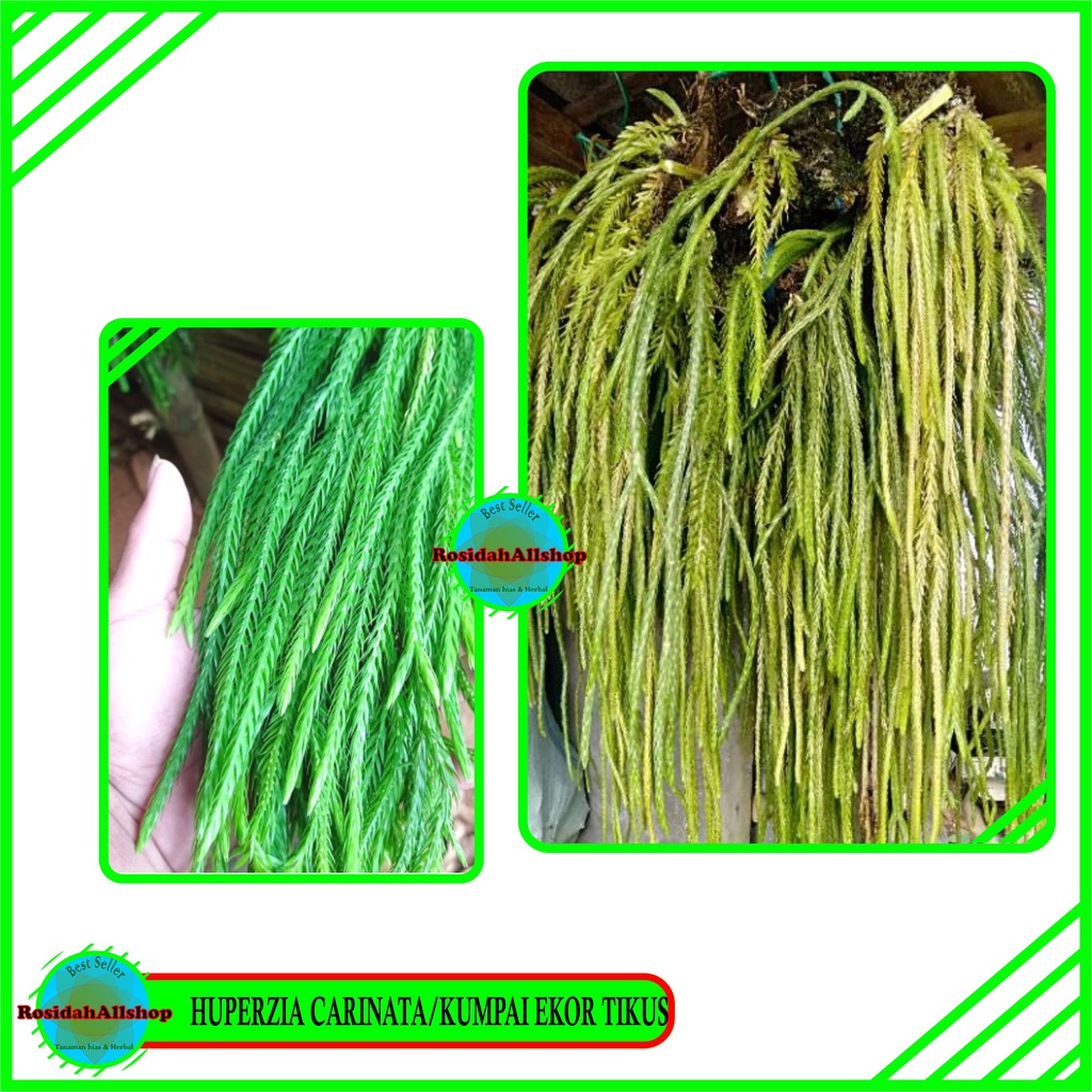 Jual TANAMAN GANTUNG/KUMPAI EKOR TIKUS/TANAMAN HIAS CANTIK TERMURAH ...