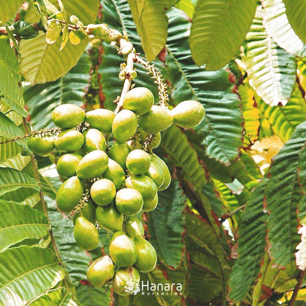 Jual Pometia pinnata - Matoa - pohon instan/instant tree | Shopee Indonesia