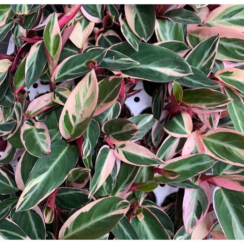 Jual Calathea Multicolor / Calatea / Calatea tricolor | Shopee Indonesia