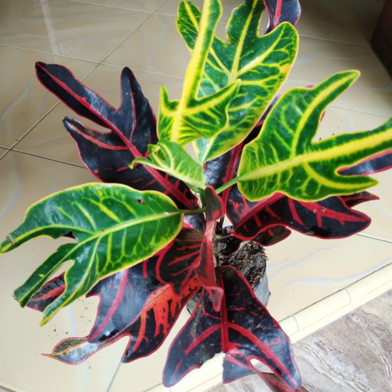 Jual PURING JET MERAH MENOR | Shopee Indonesia