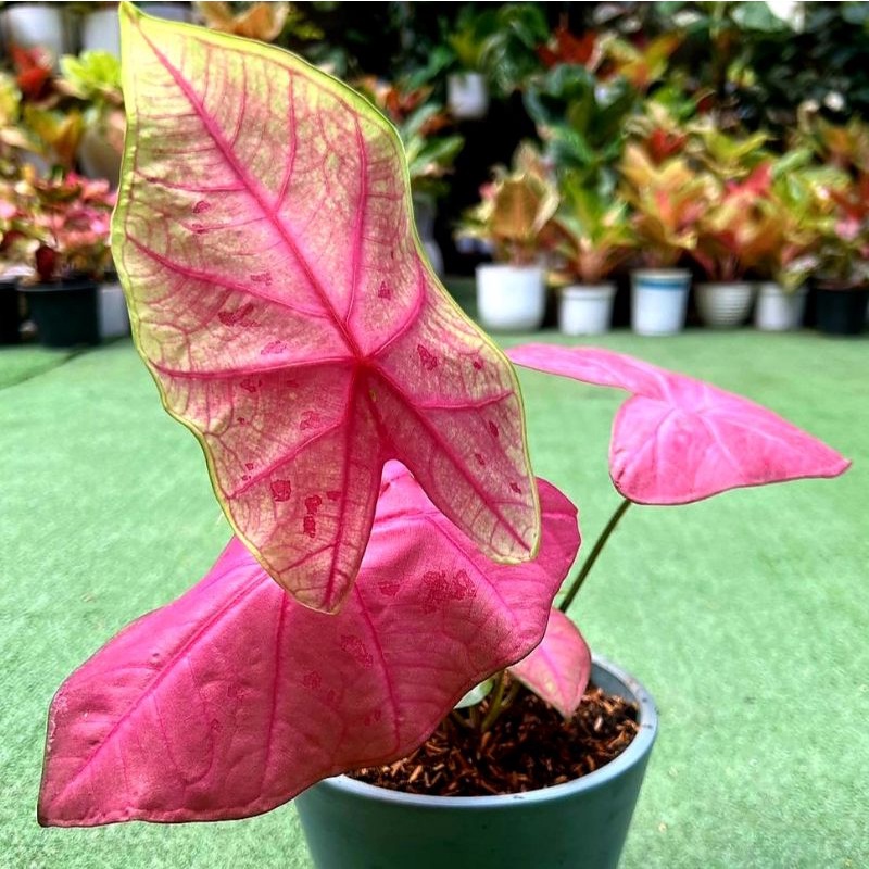 Jual Caladium Sexy Pink / bunga keladi / tanaman hias keladi murah ...