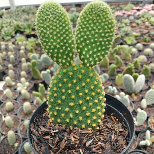 Jual Kaktus sukulen opuntia mickey mouse | Shopee Indonesia