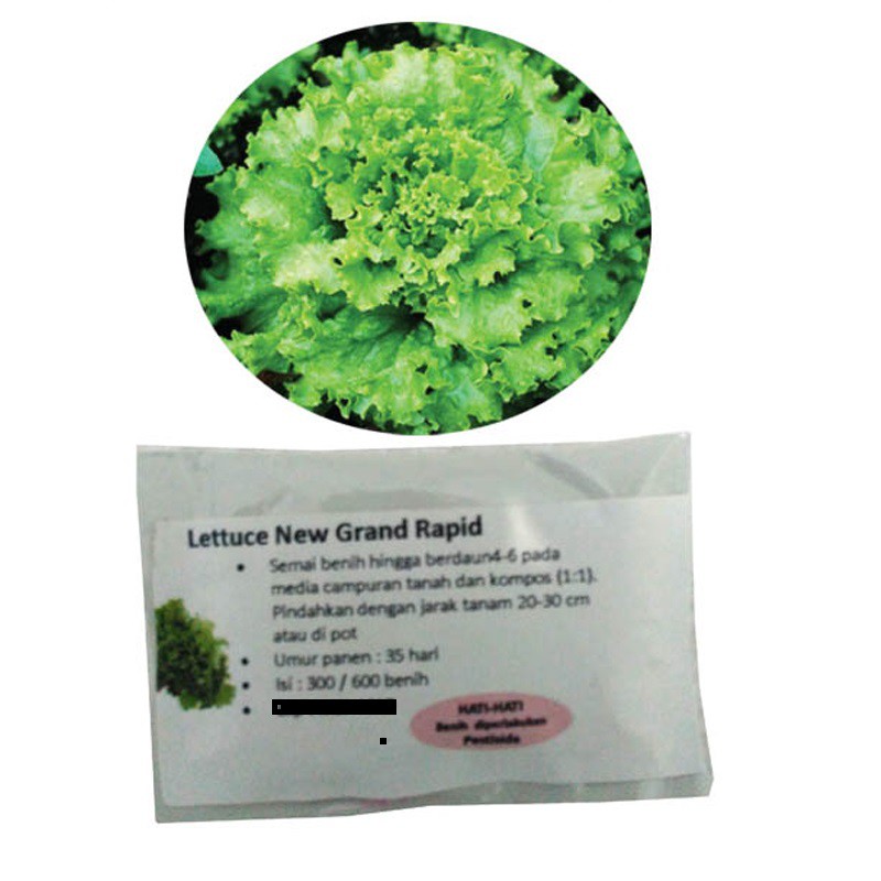 Jual Selada Lettuce New Grand Rapid 300 Benih Shopee Indonesia