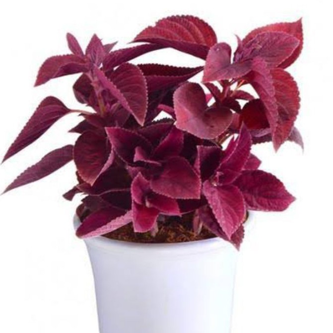 Jual Tanaman hias daun coleus merah | Shopee Indonesia