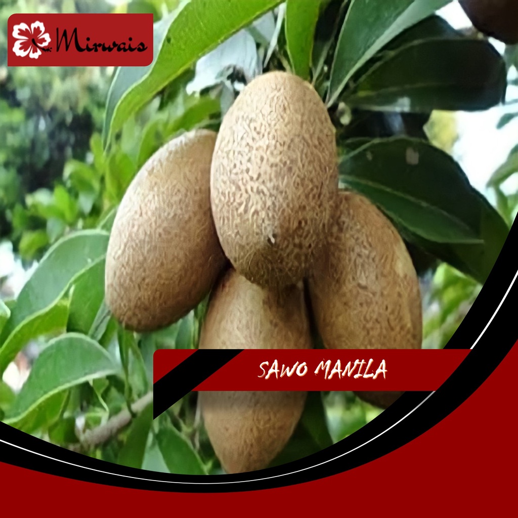 Jual Pohon Buah Sawo Manila - (Mirwais) | Shopee Indonesia