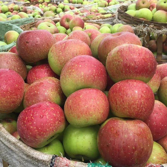 Jual Apel Rome Beauty 1kg / Apel Malang / Oleh-Oleh Khas Batu Malang ...